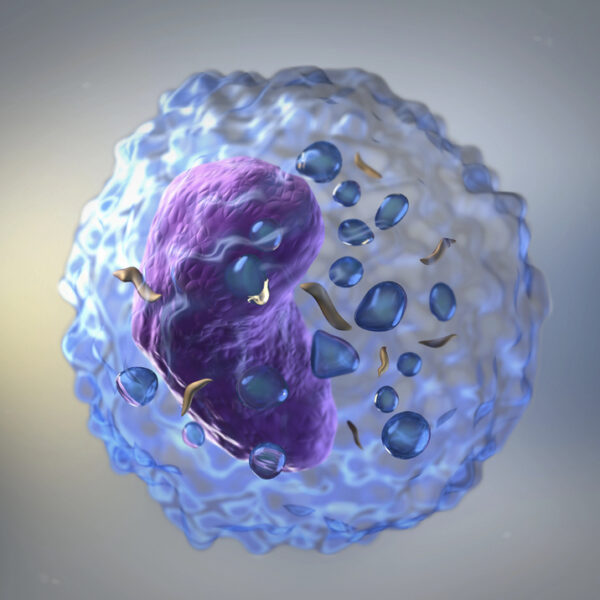 immune cell - deposit photos